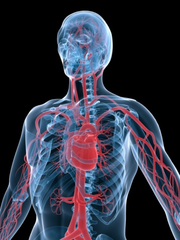 human heart